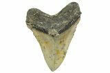 Serrated, Fossil Megalodon Tooth - North Carolina #361678-2